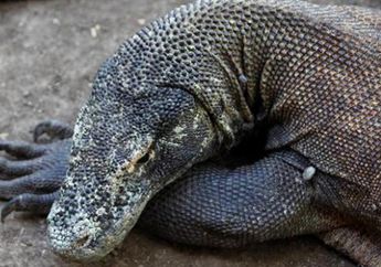 Komodo Juga Ada di Manggarai Barat, NTT