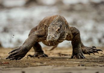Perubahan Iklim dan Sempitnya Habitat Ancam Kepunahan Komodo Pada 2050