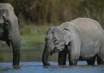 Untuk Cari Makan, Gajah Manfaatkan Indra Penciuman