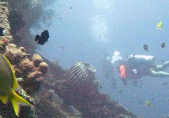 Pelajari Karakter Arus dan Topografi di Lokasi Penyelaman