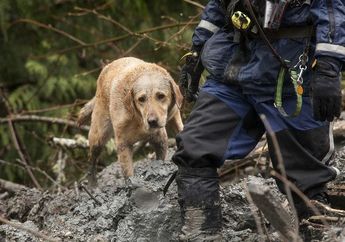 7 Profesi yang Bisa Dilakukan Anjing. Salah Satunya Jadi Terapis!