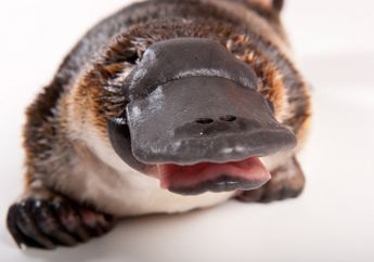 Platypus si 'Hewan Aneh' Blasteran Mamalia, Unggas, dan Reptil