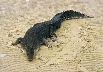 Buaya Empat Meter Ditemukan dengan Sisa Tubuh Manusia di Perutnya
