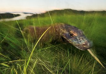Wacana Penutupan TN Komodo, Lihat Foto Artis Hollywood Jumpa Si Kadal