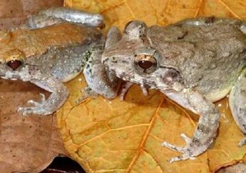 Katak yang Berkembang Biak dengan Melahirkan