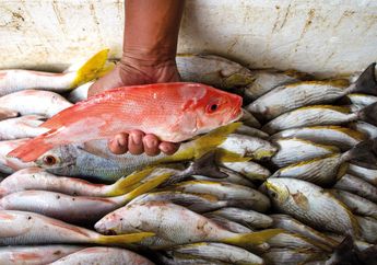 Catat Baik-baik! Ini Dia Deretan Ikan dengan Kandungan Merkuri Tinggi yang Berbahaya Banget Bagi Otak, Sering Anda Makan?