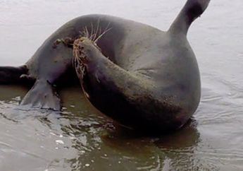 Alami Luka Tembak hingga Trauma Akut, 13 Ekor Singa Laut Ditemukan Mati di Pesisir Pantai Amerika Serikat