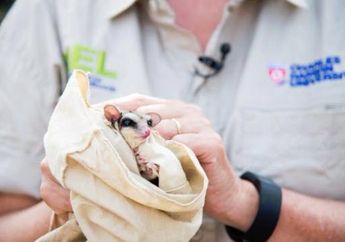 Seekor Tupai Terbang yang diduga Sebagai Spesies Baru ditemukan di Australia