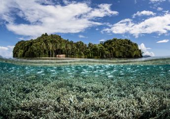 Habitat Terumbu Karang Akan Punah Pada 2100 Akibat Perubahan Iklim