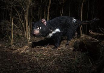 Setelah 3.000 Tahun, Tasmanian Devil Lahir Lagi di Daratan Australia