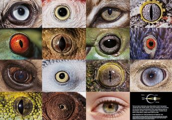 Yuk Kenali 2 Kelompok Hewan Menurut Struktur Tubuhnya: Vertebrata dan Invertebrata, Inilah Ciri-ciri dan Perbedaannya