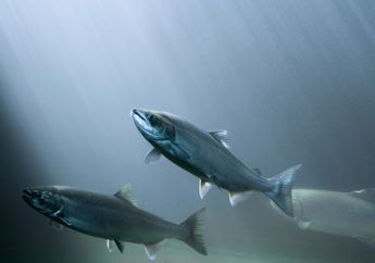 Jika Gletser Mencair 2100, Ada Habitat Luas Baru untuk Salmon