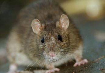 Berkat Sel Batang, Tikus Lumpuh Bisa Berjalan Lagi