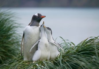 Penguin Gentoo Berpelukan Lebih Sering Dibanding Penguin Lain
