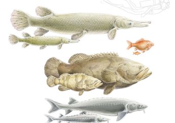 Ikan-Ikan Raksasa