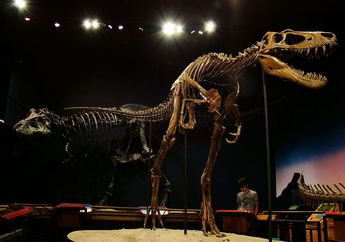 Ahli Paleontologi Temukan Fosil <i>T. rex</i> Lengkap