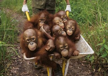 Nasib Pilu Kerabat Dekat Manusia, Hidup Orangutan Ini Seperti Di Ujung Tanduk: 24 Peluru di Tubuh dan Mata Buta. Padahal Dia Punya Jasa yang Menakjubkan!