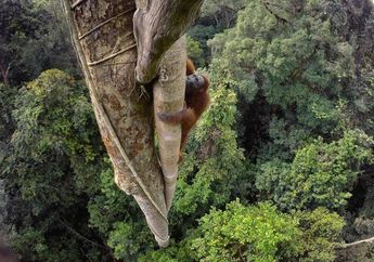 Kita Kerap Berbuat Keji Pada Orangutan, Padahal Mereka Buktikan Tanaman Ini Mampu Sembuhkan Kanker . Lihat Foto-fotonya!