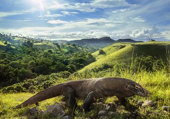Hasil Kajian: Jumlah Turis ke Taman Nasional Komodo Perlu Dibatasi
