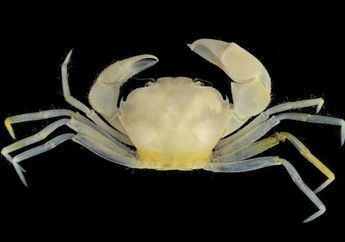 Spesies Kepiting Baru Ini Diberi Nama Seperti Tokoh dalam Serial Harry Potter