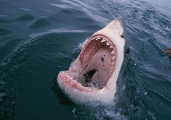 Terancam, Megafauna Laut Benar-benar Bisa Punah Pada Seabad Mendatang