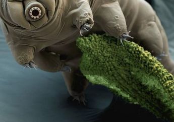 Perkenalkan, Inilah Tardigrada, Spesies Paling Tangguh di Bumi