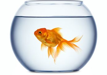 Ikan Mas Ternyata Bisa Hidup Lama di Lingkungan Minim Oksigen