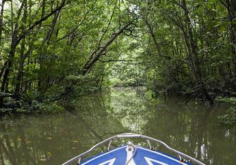Deretan Foto Keindahan Mangrove, Lelaki Ini Berhasil Selamatkan Ekosistem Segara Anakan