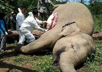 Dua Gajah Sumatra Mati Akibat Tersetrum Pagar Listrik di Aceh