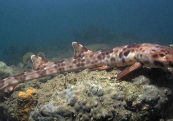 Hiu Berjalan dan Puluhan Spesies Baru Lainnya Ditemukan di Laut Papua