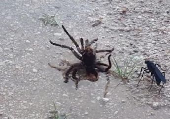 Anak Usia 9 Tahun "Temukan" Pertarungan Sengit Antara Tawon dan Tarantula