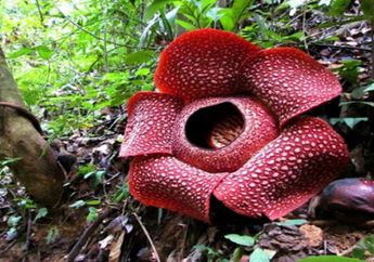 Rupanya Thomas Raffles Bukanlah Penemu Rafflesia. Lantas Siapakah Penemu Sebenarnya?
