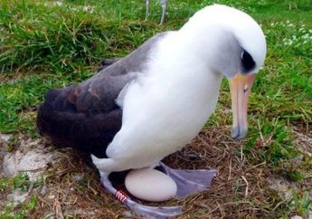 Di Usia Ke-67, Burung Tertua di Dunia Ini Masih Bertelur
