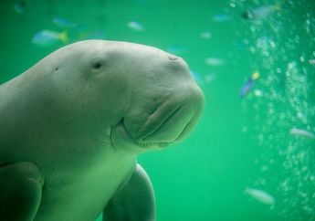 Sempat Didorong Agar Kembali ke Habitat, Dugong Terdampar di Maluku Berakhir Jadi Santapan Warga Gegara Alasan yang Bikin Melongo Ini