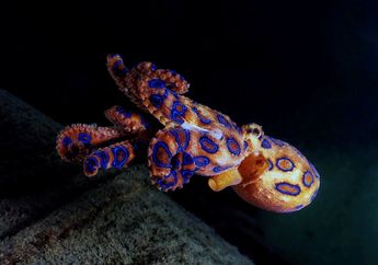Gurita Cincin Biru Beracun Terekam di Pantai Australia