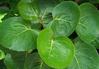 Bumbu Daun Untuk Menghilangkan Amis