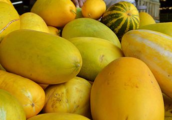 Aneka Manfaat Timun Suri Untuk Berbuka Puasa