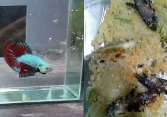 Viral Wanita Buat Rempeyek dari Ikan Cupang Peliharaan Suami, Ini Fakta Sebenarnya
