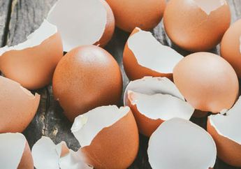 Jangan Dibuang! Pecahan Cangkang Telur Ternyata Dapat Menutrisi Tanaman Lo!