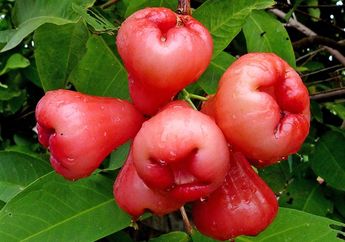Selain Enak Dirujak, Siapa Sangka Jambu Air Ternyata Bisa Mengontrol Diabetes