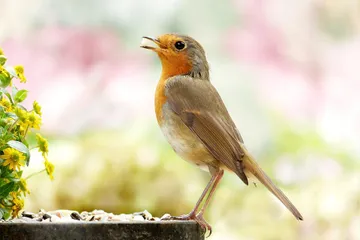 Kepergok Melakukan Hubungan Intim dengan Burung Camar Sembari ...