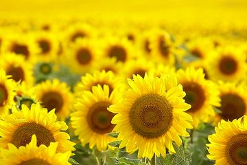Dari Akar Hingga Kelopak Ini Berbagai Khasiat Bunga Matahari Semua Halaman Nakita