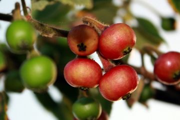 Manfaat buah kersen