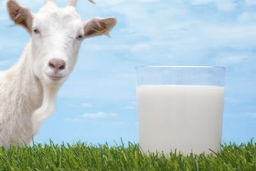 Susu Kambing Sumber Nutrisi Terlupakan dengan Sejuta Khasiatnya, Untuk Bayi Banyak yang Memberikan, Tapi ....