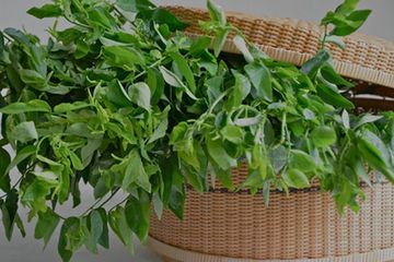 Daun katuk tidak boleh dikonsumsi secara berlebihan bagi ibu hamil