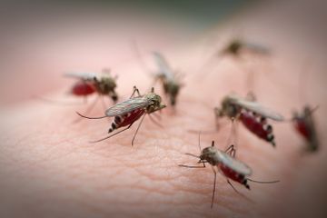 Nyamuk Aedes aegypti betina membutuhkan darah untuk proses berkembang biak. Ilmuwan memiliki cara baru untuk mengendalikan mereka.