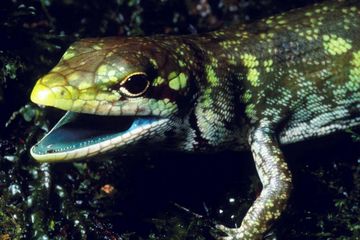 67 Koleksi Gambar Hewan Berwarna Hijau Gratis Terbaik