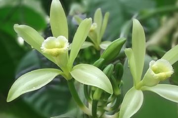 bunga: bunga vanilla