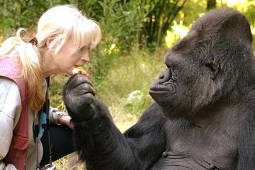 Bokep Manusia Di Entot Gorila