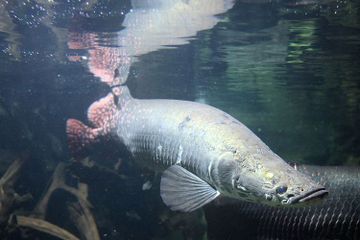 ikan predator di indonesia | paket wisata bromo | tour